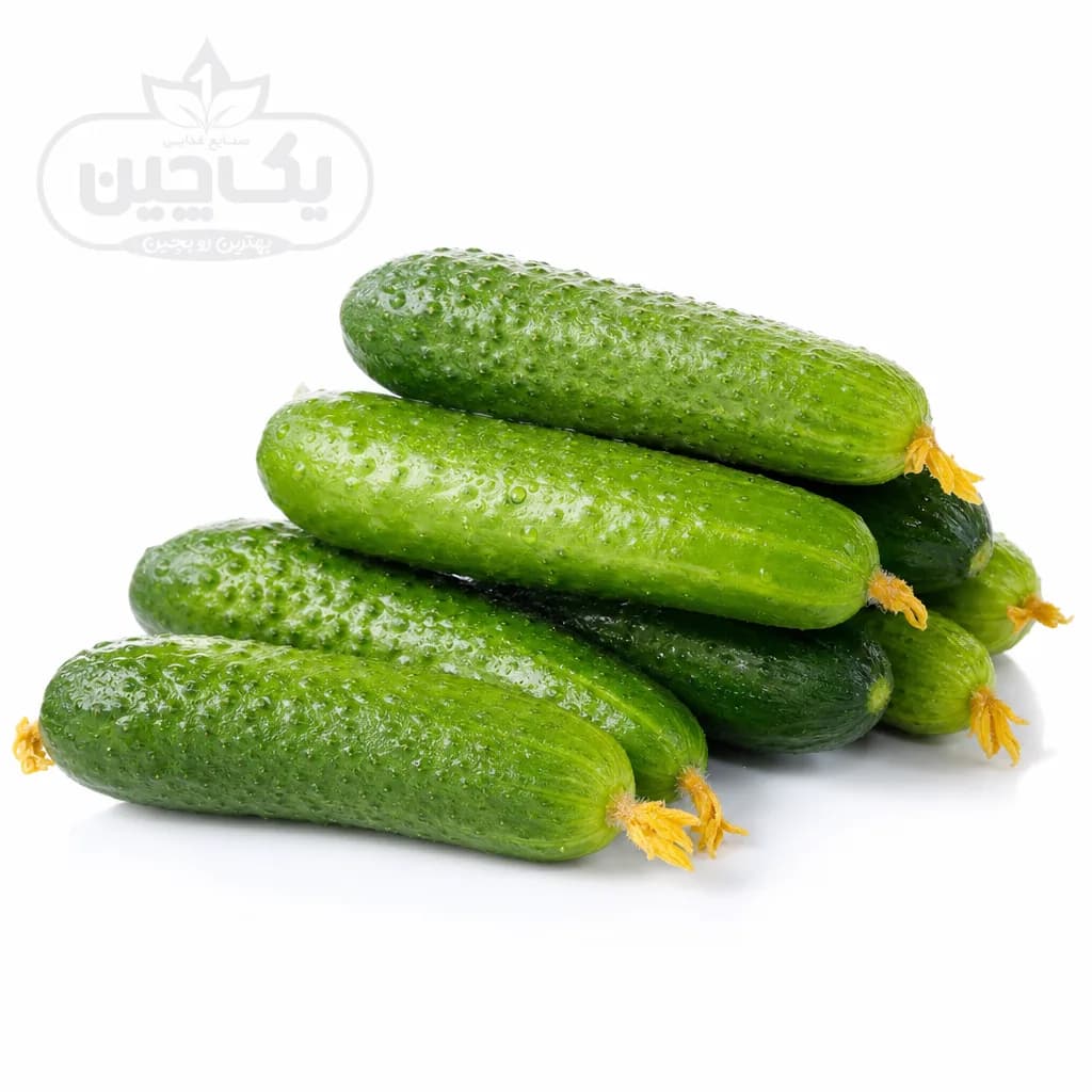 خیار مینی گلخانه